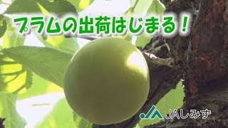 プラムの出荷