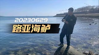 路亚海鲈 习性与作钓建议