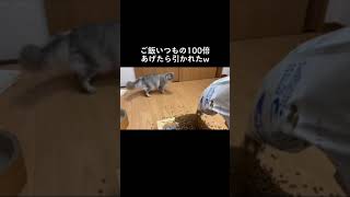 猫にいつもの100倍ご飯あげてみた