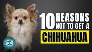 10 Reasons Why You SHOULD NOT Get a Chihuahua