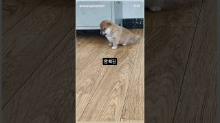 왕 삐져도 귀엽네 ㅎㅎ 간식안줘서 삐졌노? ㅋ #귀여운강아지 #귀여운동물짤 #강아지키우기 #cute #animals #pets #아기강아지