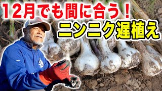 12月でも育つ！ニンニク超遅植え　立派に育てる秘訣はシンプル