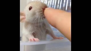 ファンシーラットのベビー／Cute  pet rat is relaxing