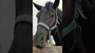 Kids Horses Video @JobJams #shorts #horses #horse #kidsvideo #farmer #farm #farming #kidslearning