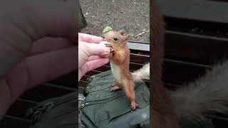 Белка, которая очень любит орешки / A squirrel that loves nuts very much #squirrel #cuteanimal