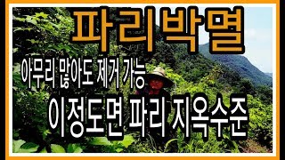 파리박멸 이정도면 파리 지옥수준