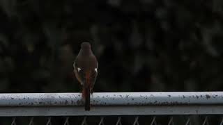 ジョウビタキの鳴き声（メス地鳴き）