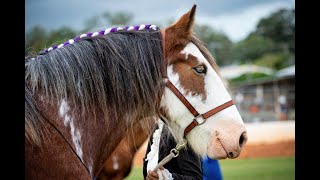 Gatton Heavy Horses Field Days: highlights from 2022, to promote 2023, BUT 2024 is on 4th \u0026 5th May!