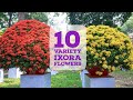 10 Different Ixora plants and flowers | Ixora variety  | Ixora flowers | Ixora plants | Chethi Poo