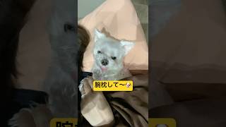 深夜3時に突然ママに甘える犬🐶#shorts #可愛い犬 #マルチーズ