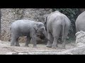 妊娠中のママのミルクを飲む子象 asian elephant pregnant mom feeding baby 2019 1124