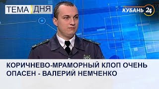 Коричнево-мраморный клоп очень опасен - Валерий Немченко