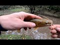 tremenda pesca y naturaleza en arroyo lleno de peces. pescando y conociendo