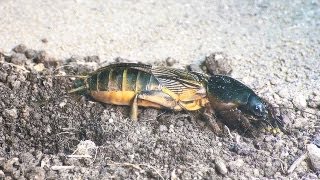 Mole cricket activities • grillo topo actividades • Gryllotalpa gryllotalpa trilingual