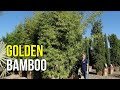 Golden Bamboo