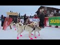 live jessie holmes start day 1 2025 copper basin 300 sled dog race coverage in alaska