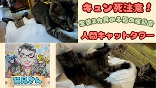 生後2カ月の子猫の運動会はキュン死注意　天使の遊びと人間キャットタワー（保護猫カフェウリエル）梅田 A 2-month-old kitten's athletic meet is so cute