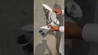 New Pigeons Video #youtube #viral #shorts #whatsapp #kabutar