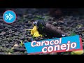 CARACOL CONEJO 🐰  Tylomelania [ Invertebrados de AGUA DULCE ]