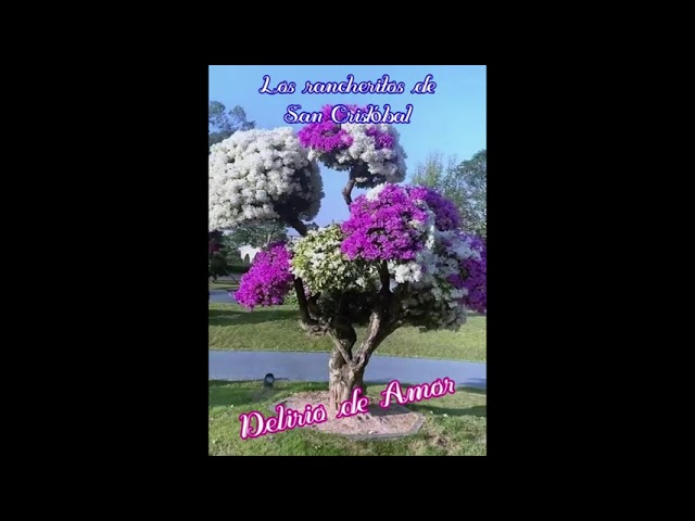 10 Que Sera Los Rancheritos De San Cristóbal Chords Chordify
