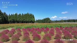 「そらなび」ベルナティオ コスモス畑（十日町市）2023年10月21日放送回