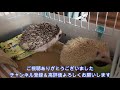 ハリネズミの飼育環境 全部で500円で購入！_ 038