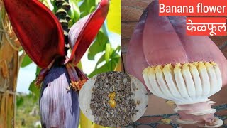 Banana flower | चुलीवरची केळफूलाची भाजी |kelfulachi bhaji kokani paddhtine |