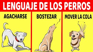 Cómo Entender S Su Perro