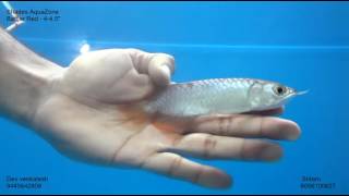 Banjara Red Arowana (Red Tail)