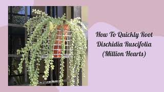 How to Quickly Root Dischidia Ruscifolia