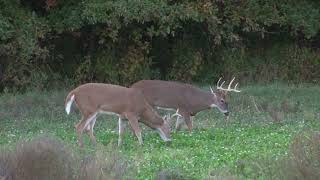 CRUSH Chicory 1lb Food Plot Mix