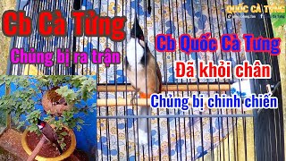 Tin vui cho chiến binh Quốc Cà Tưng và chiến binh Cà Tửng chuẩn bị trước ngày ra trận