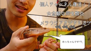 [飼育]メラウケアオジタトカゲをお迎えしました。あと個人チャンネル復活でw