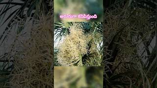 తాటి చెట్టు పువ్వులు చూసారా?? 😮#palm  #nature #shorts