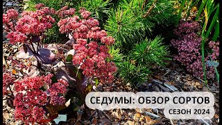 Седумы: обзор сортов седумов (очитков), сезон 2024