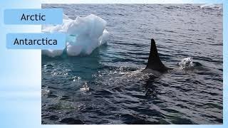 About Polar Habitats | Kids Science & Animals | Hands-On Education