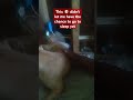 #funny I can't even sleep while this dog's following me