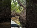 Boat enters dense jungle You Won't Believe What Happens Next. Pichavaram Mangrove Forest Pondicherry