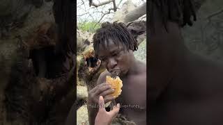 Hadzabe tribe find sweet wild honey inside the tree for lunch today