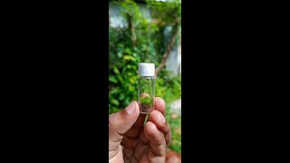 Making a bottle terrarium | How to build a terrarium  in a Tiny Glass Bottle  #terrarium #shorts