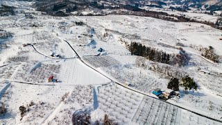 【４Kドローン空撮】山形県大江町　雪に覆われたりんご農園をドローンで空中散歩