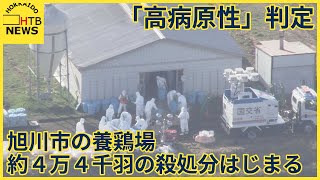 旭川市の養鶏場で死ぬニワトリ増　「高病原性鳥インフルエンザ」と判定　　約４万４千羽の殺処分はじまる