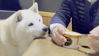 生まれて初めてアイスを食べる柴犬が可愛すぎるｗ