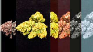 Las Vegas Medical Marijuana Dispensary Review - Euphoria Wellness