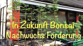 In Zukunft Bonsai ‼️Nachwuchs Förderung bei Bonsai oder Kleinholz 2024-30