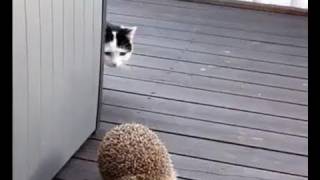 (Cat)Doris and the hedgehogs