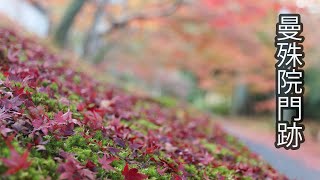 しずかな京都「曼殊院門跡 」　紅葉京都