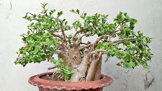 Moss Tree Bonsai - Best Bonsai - শ্যাওড়া গাছের বনসাই