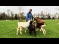 Testing goats' intelligence and emotions to improve welfare - Dr Alan McElligott
