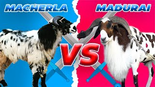 MACHERLA VS MADURAI SHEEP BREED COMPARISON